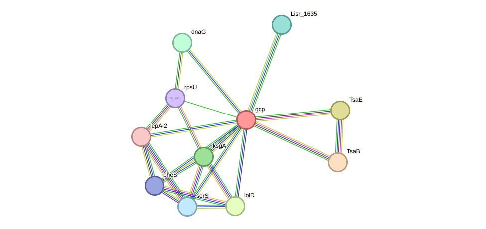 STRING protein interaction network