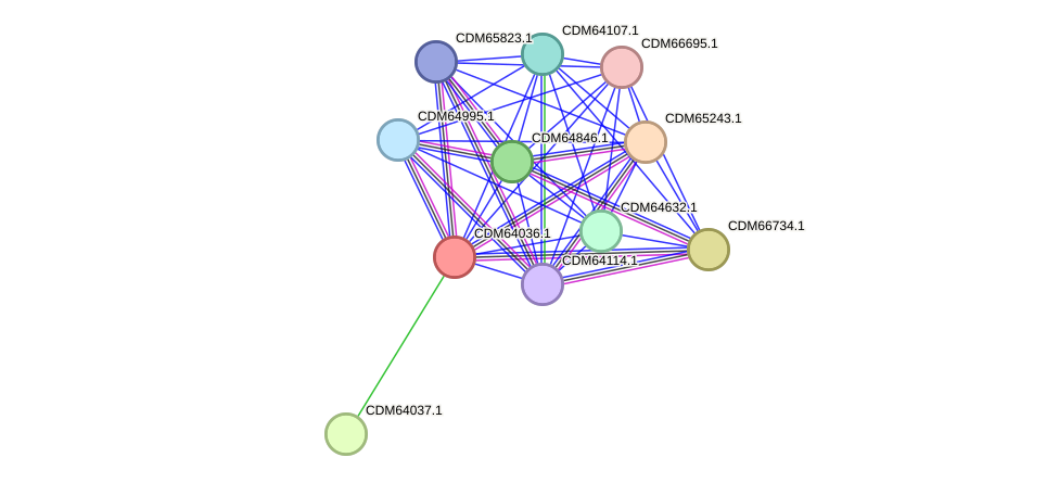 STRING protein interaction network