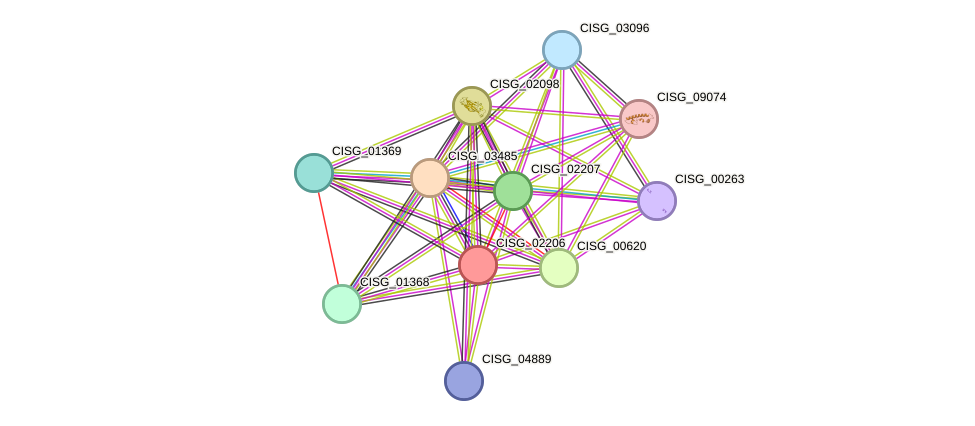 STRING protein interaction network