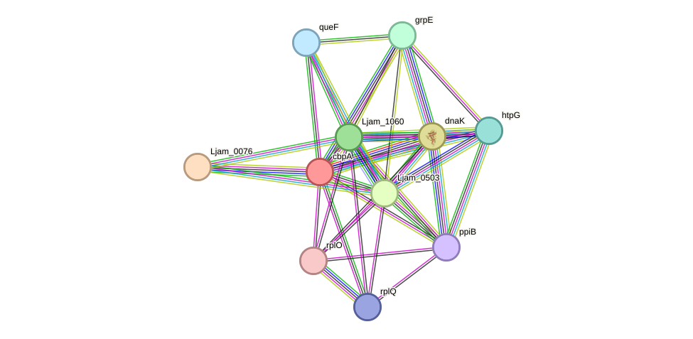 STRING protein interaction network