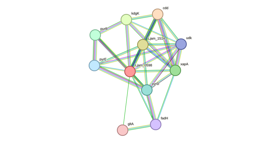 STRING protein interaction network