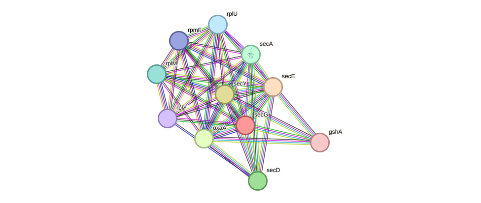 STRING protein interaction network