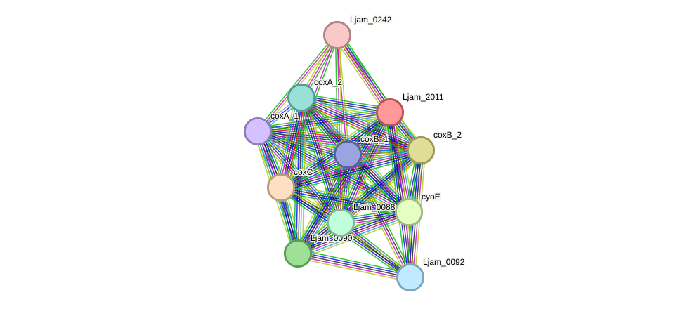STRING protein interaction network
