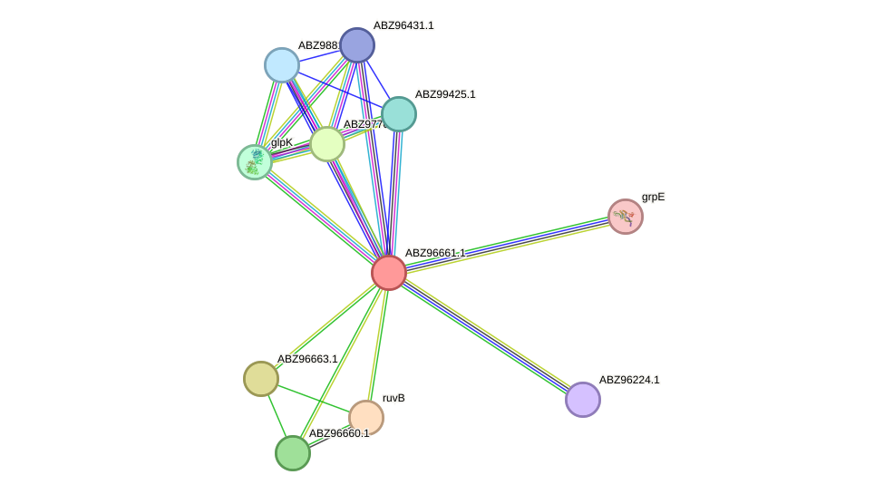 STRING protein interaction network