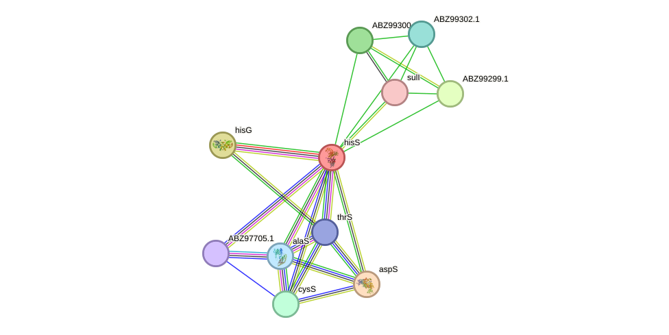 STRING protein interaction network