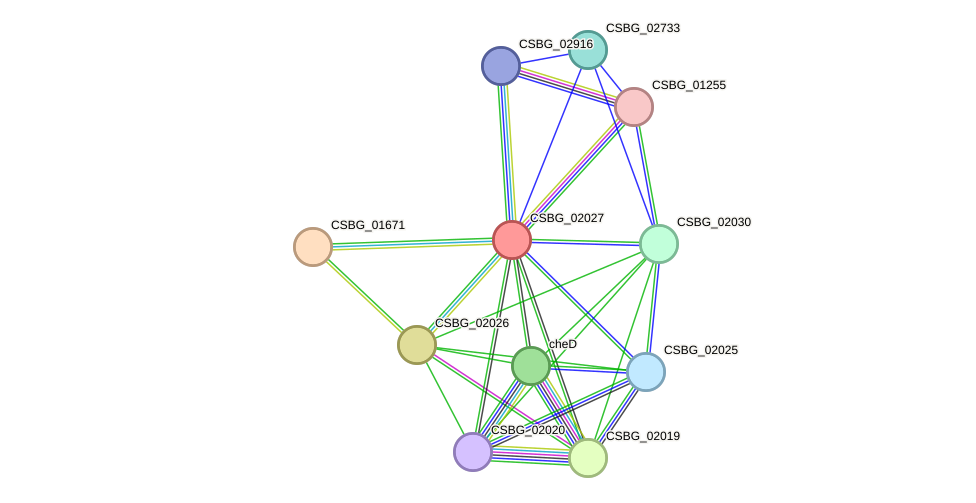 STRING protein interaction network