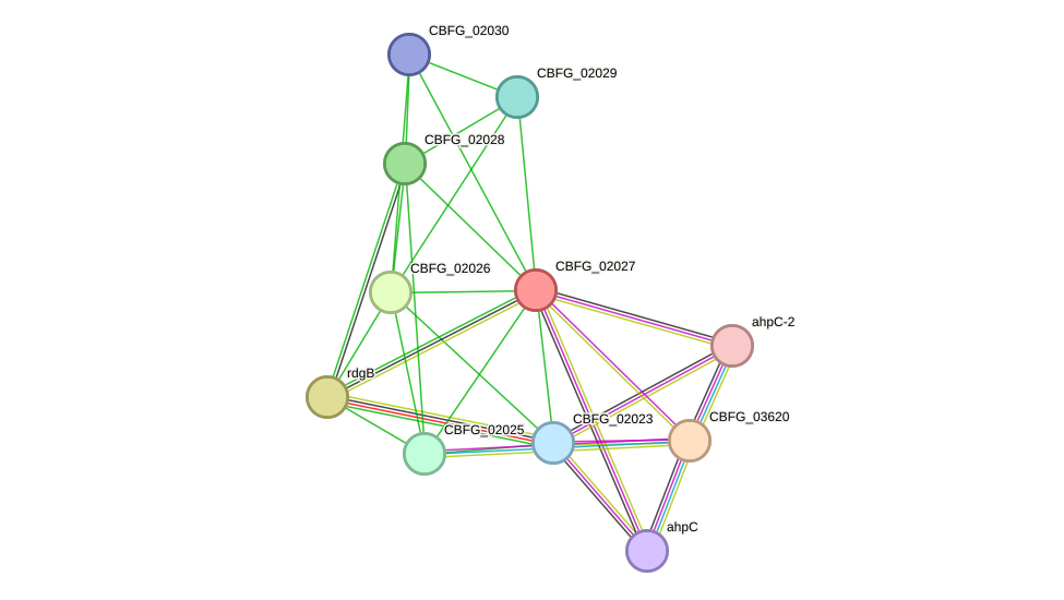 STRING protein interaction network