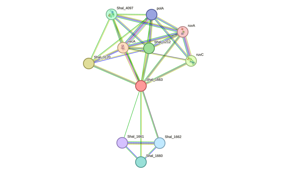 STRING protein interaction network