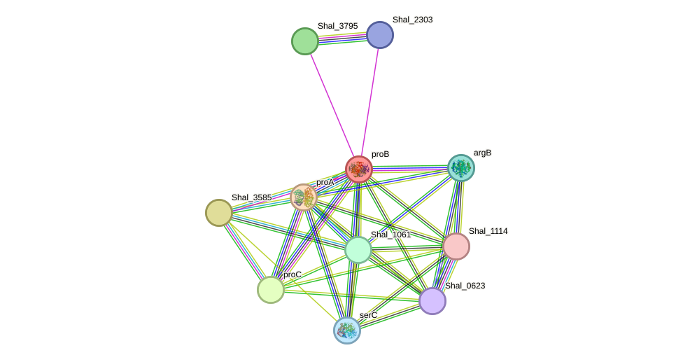 STRING protein interaction network