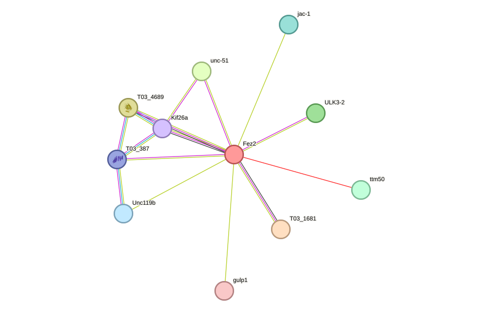 STRING protein interaction network