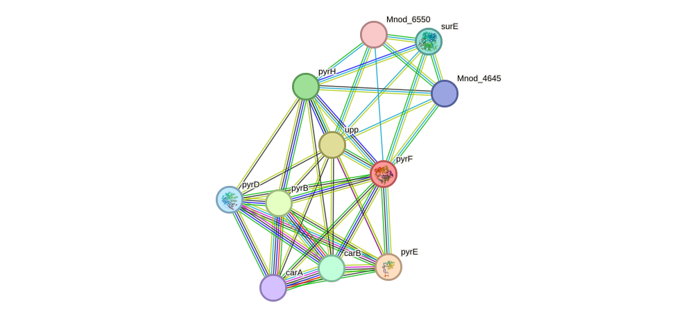 STRING protein interaction network