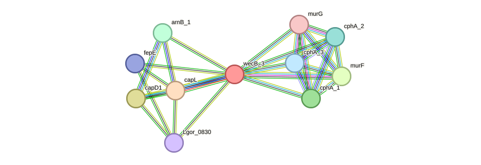 STRING protein interaction network