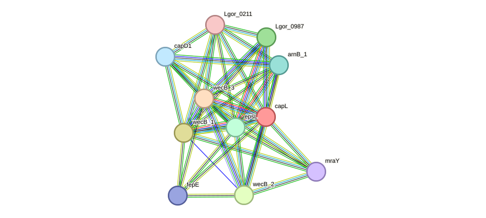 STRING protein interaction network