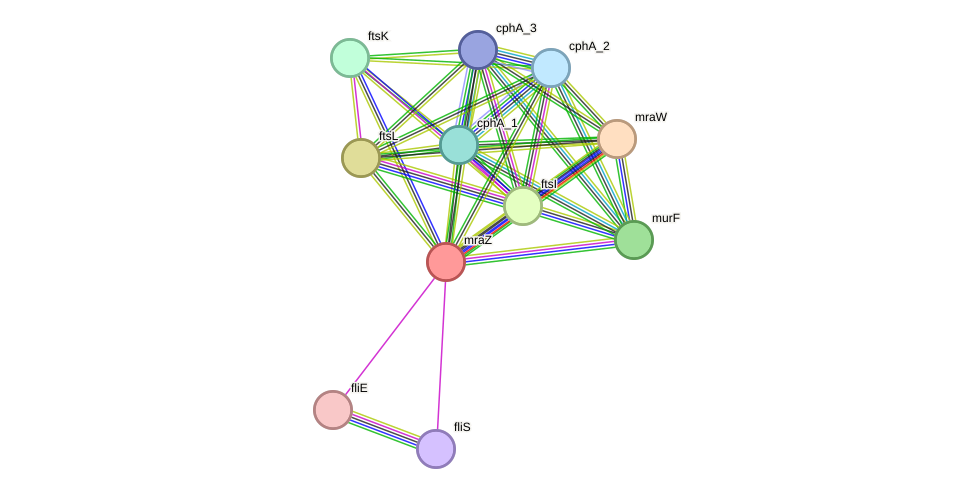 STRING protein interaction network