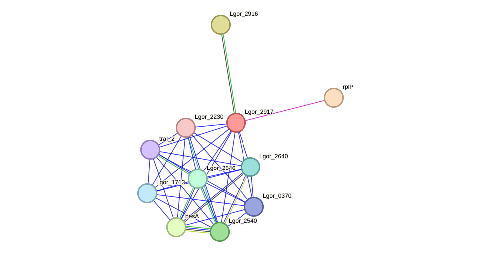 STRING protein interaction network