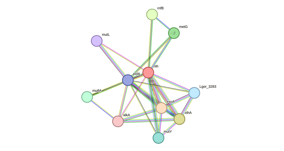 STRING protein interaction network