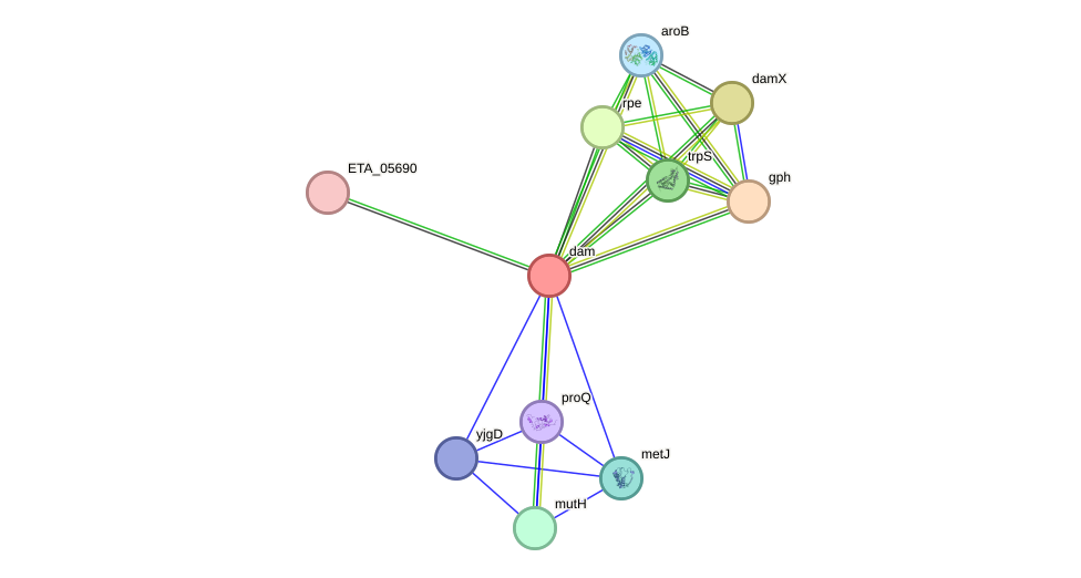 STRING protein interaction network