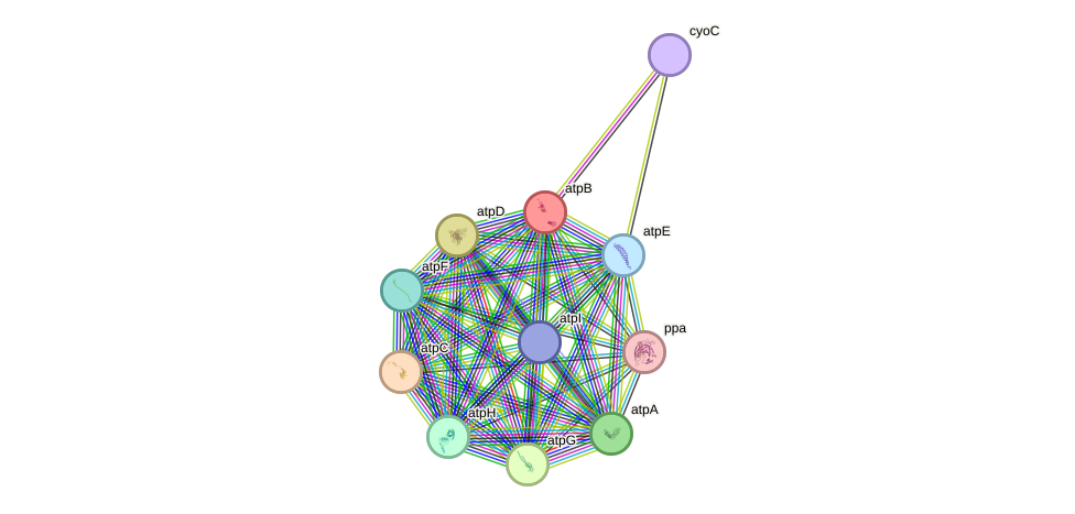 STRING protein interaction network