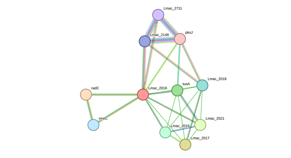 STRING protein interaction network