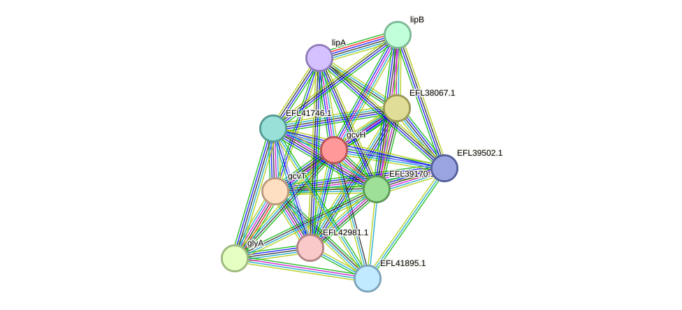 STRING protein interaction network