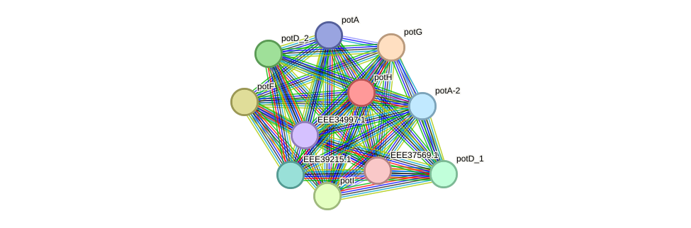 STRING protein interaction network