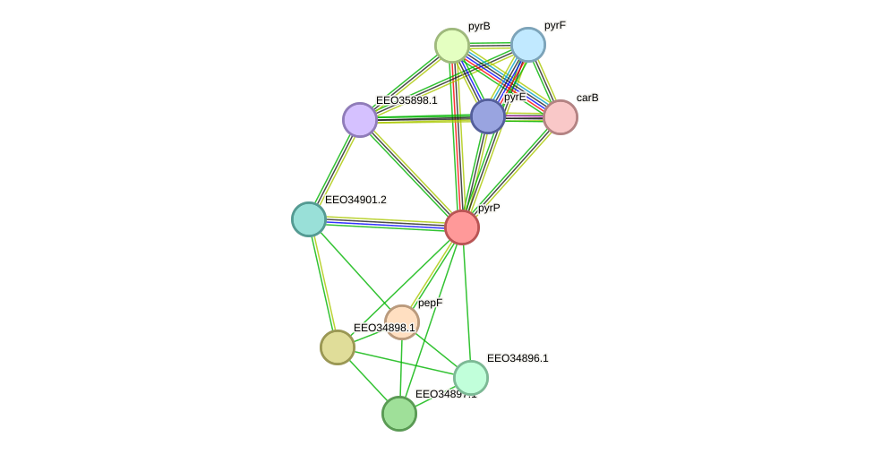 STRING protein interaction network