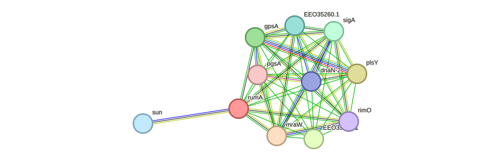 STRING protein interaction network