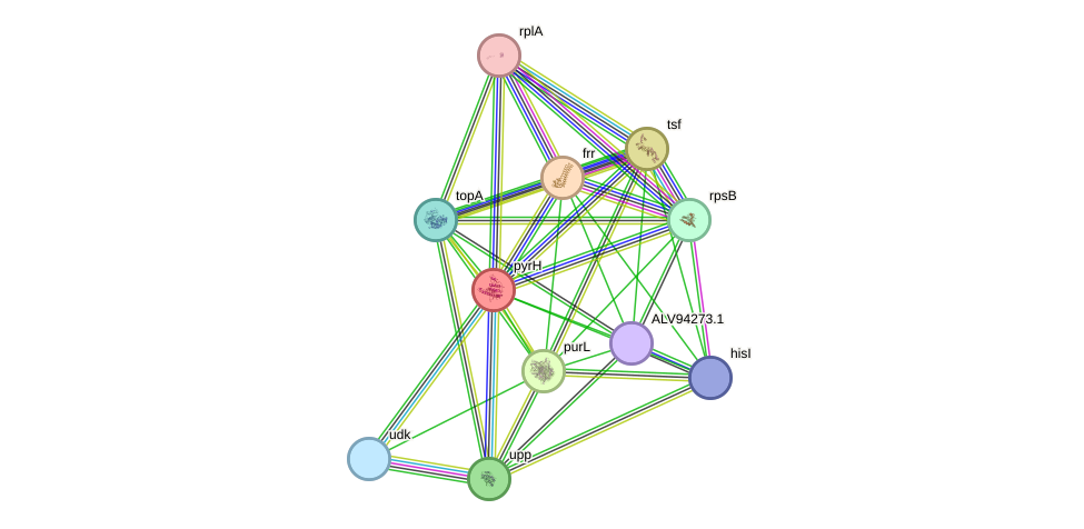 STRING protein interaction network