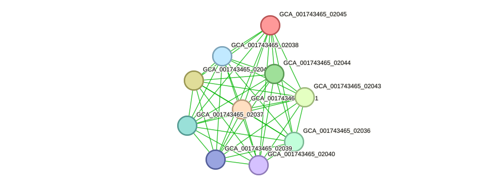 STRING protein interaction network