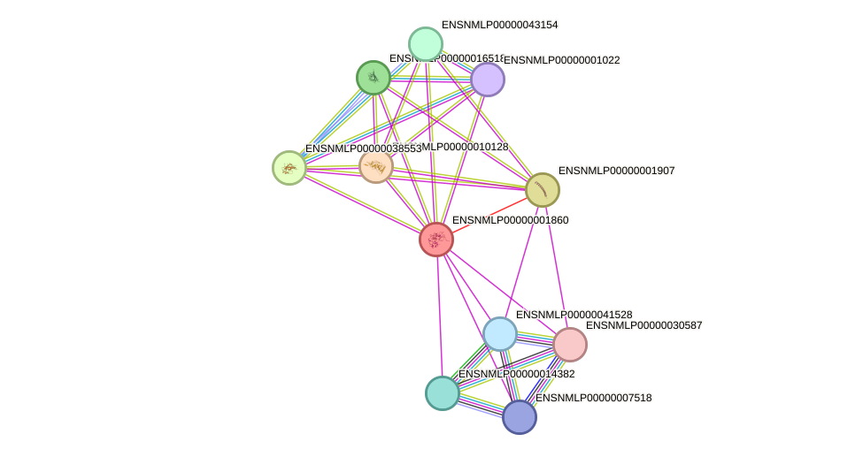 STRING protein interaction network