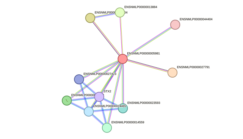 STRING protein interaction network