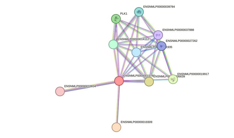 STRING protein interaction network