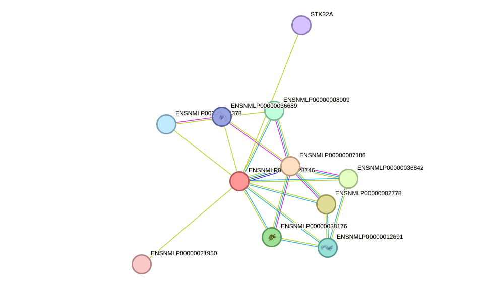 STRING protein interaction network