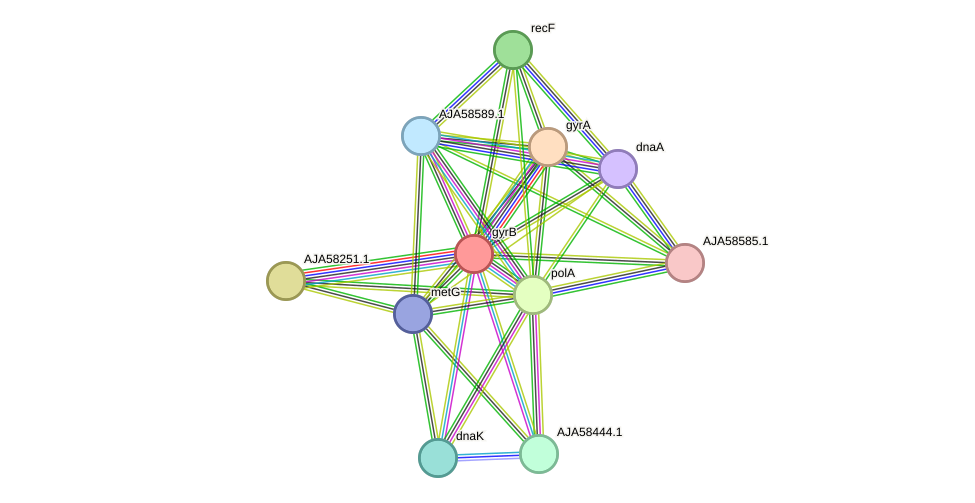 STRING protein interaction network