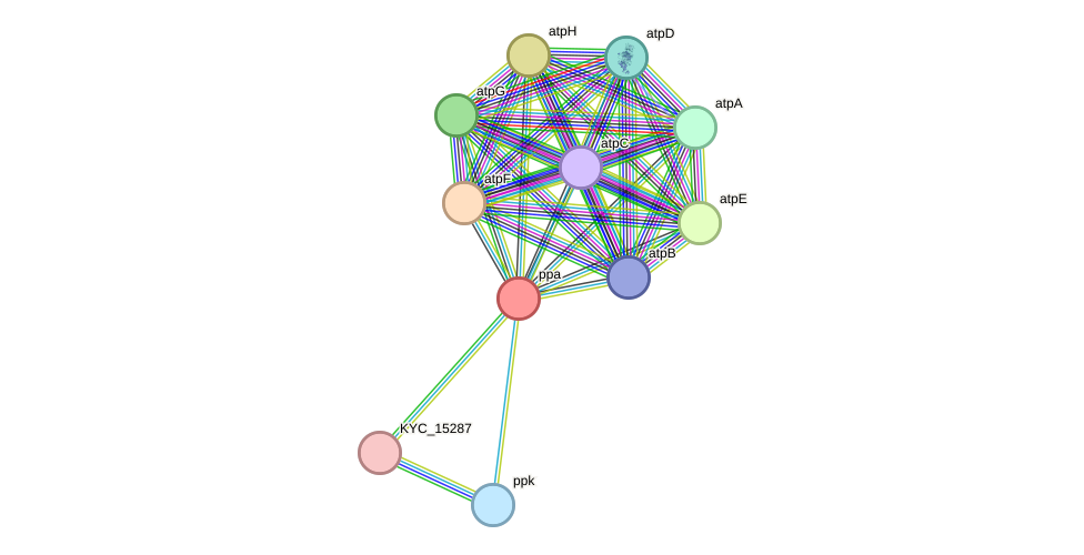 STRING protein interaction network