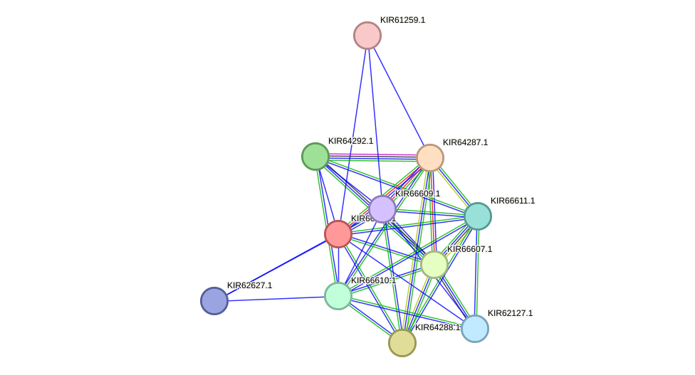 STRING protein interaction network