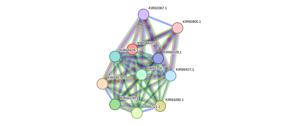 STRING protein interaction network