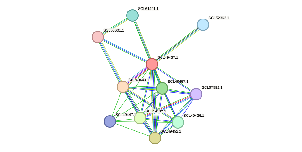 STRING protein interaction network