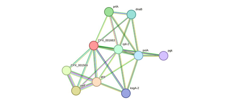 STRING protein interaction network