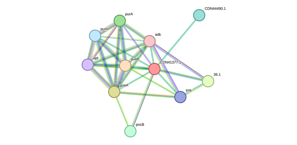 STRING protein interaction network