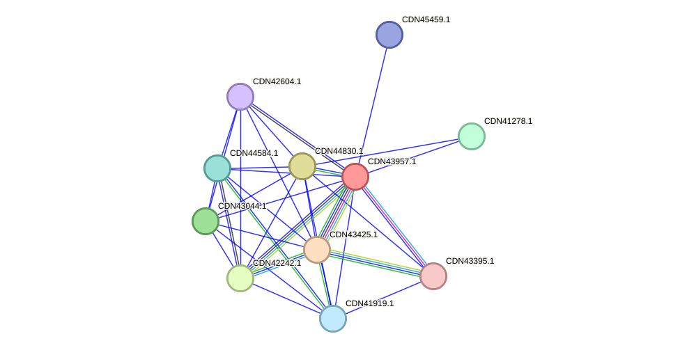 STRING protein interaction network