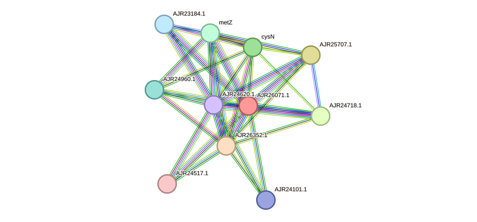 STRING protein interaction network