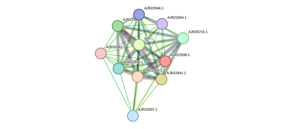 STRING protein interaction network