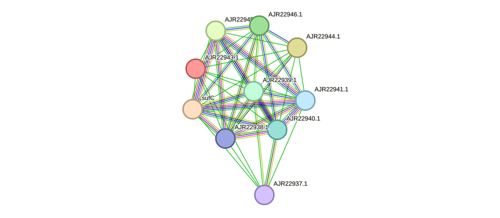 STRING protein interaction network
