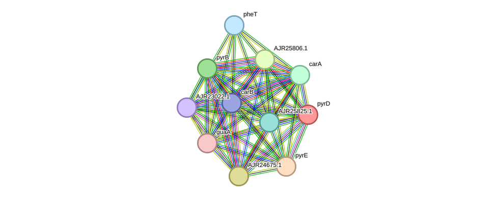 STRING protein interaction network