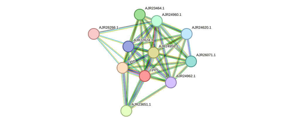 STRING protein interaction network
