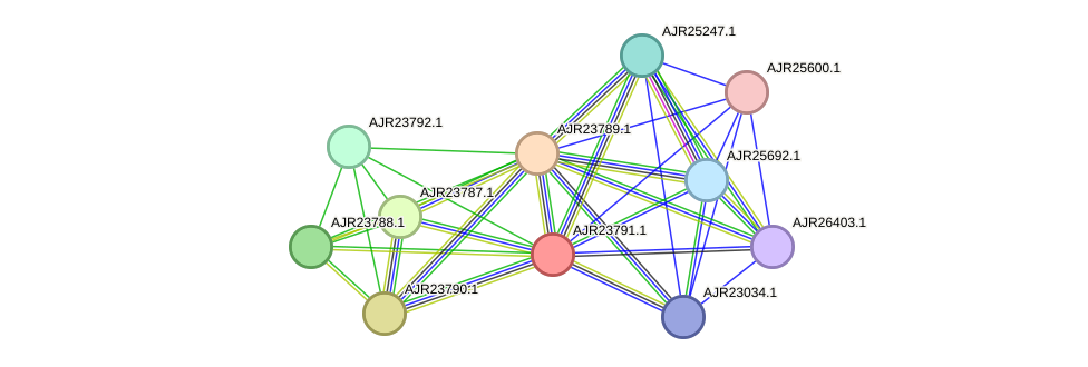 STRING protein interaction network