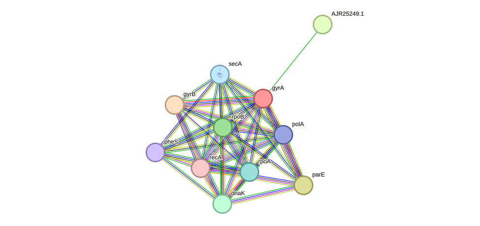 STRING protein interaction network