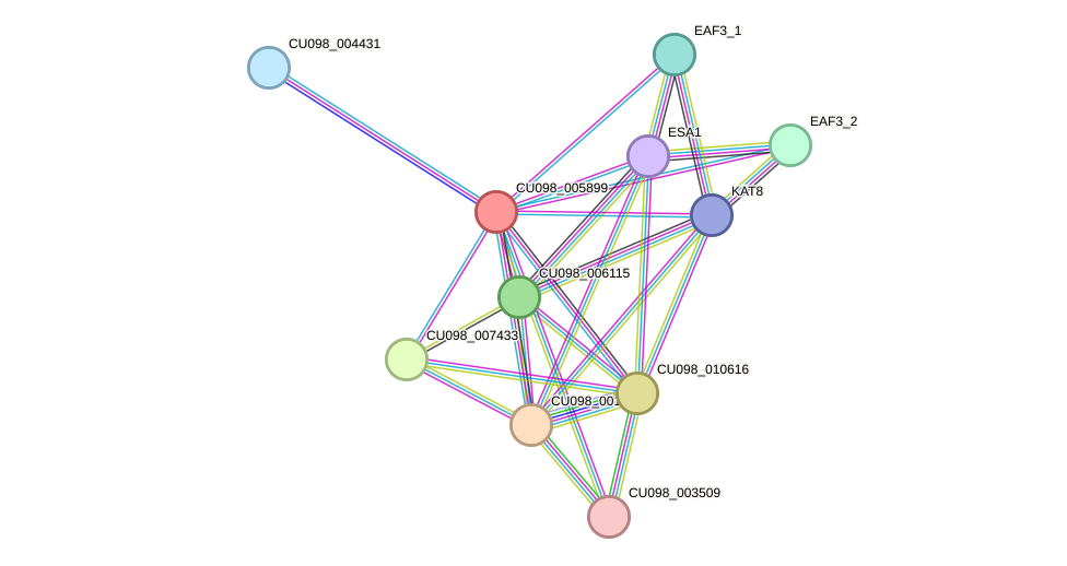 STRING protein interaction network