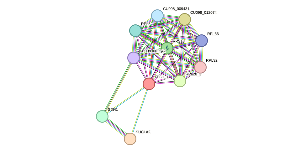 STRING protein interaction network